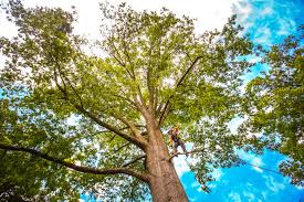 Best Lot and Land Clearing  in East Meadow, NY