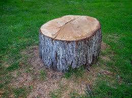 Best Firewood Processing and Delivery  in East Meadow, NY