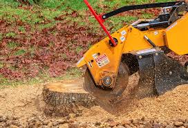 Best Tree Disease Treatment  in East Meadow, NY