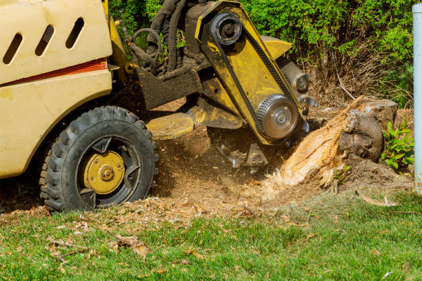 How Our Tree Care Process Works  in  East Meadow, NY