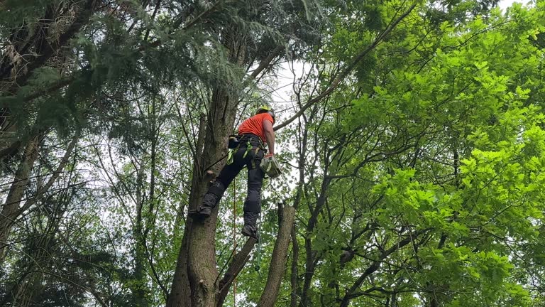 Best Tree and Shrub Care  in East Meadow, NY
