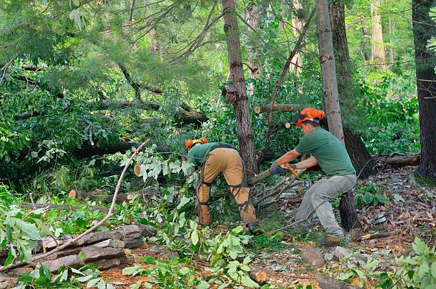 Best Seasonal Cleanup (Spring/Fall)  in East Meadow, NY