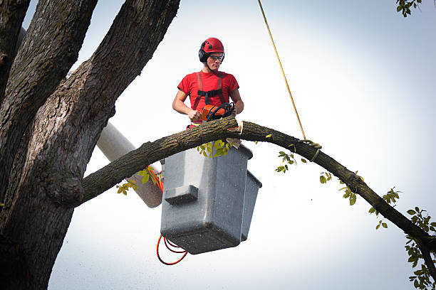 Best Stump Grinding and Removal  in East Meadow, NY