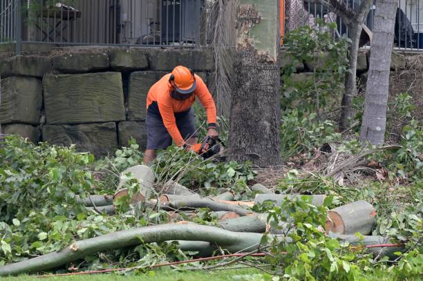 Best Emergency Tree Removal  in East Meadow, NY