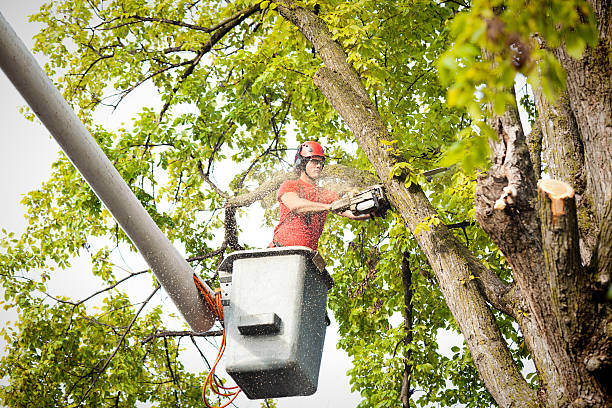 Best Hedge Trimming  in East Meadow, NY
