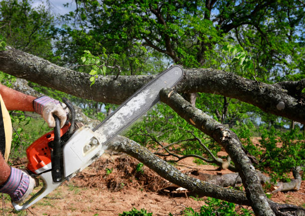 Best Storm Damage Tree Cleanup  in East Meadow, NY