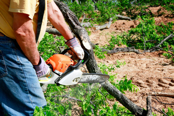 Best Tree Removal  in East Meadow, NY